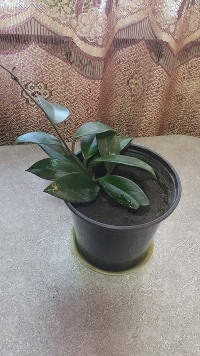 Хойя Комнатное растение