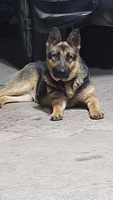 Продам овчарку 2 года