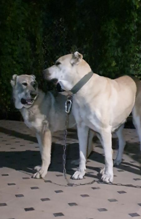 Төбет күшіктер сатылады