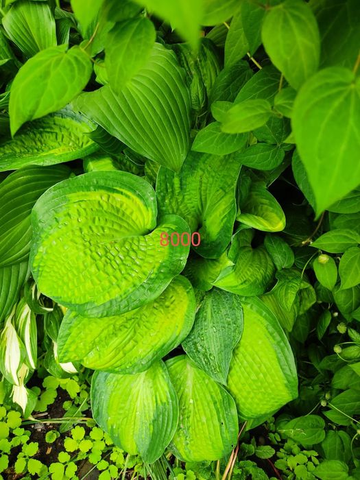 Хосты , клематисы