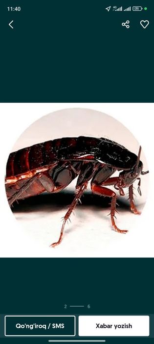 Дезинфекция/ Dezinfeksiya/ tarakan klapa