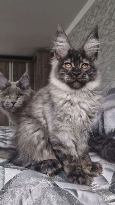 Мейн-кун котёнок полидакт