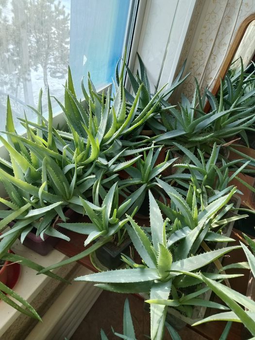 Продам цветы алоэ