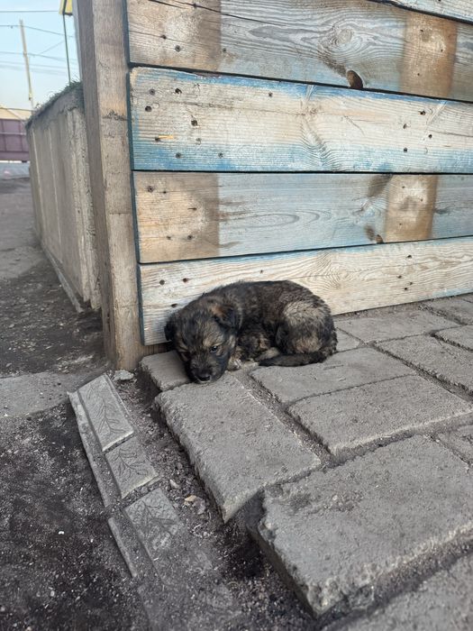 Отдам щенков в добрые руки