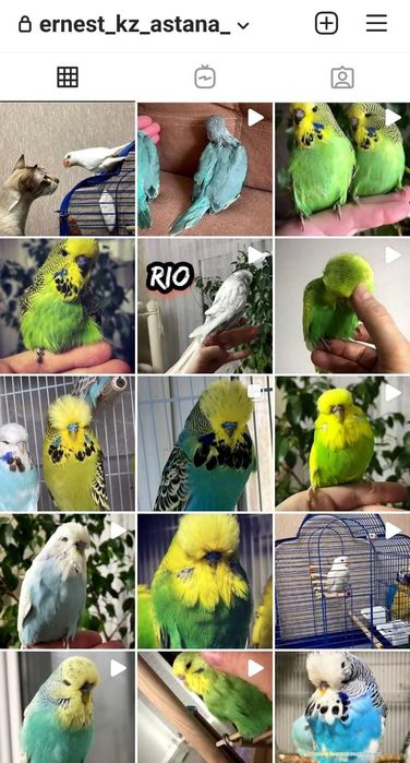 Ожереловые попугай и другие.