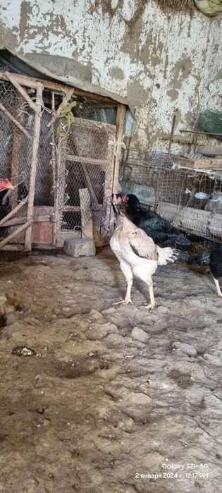 Shamo makyonla xar xili bo