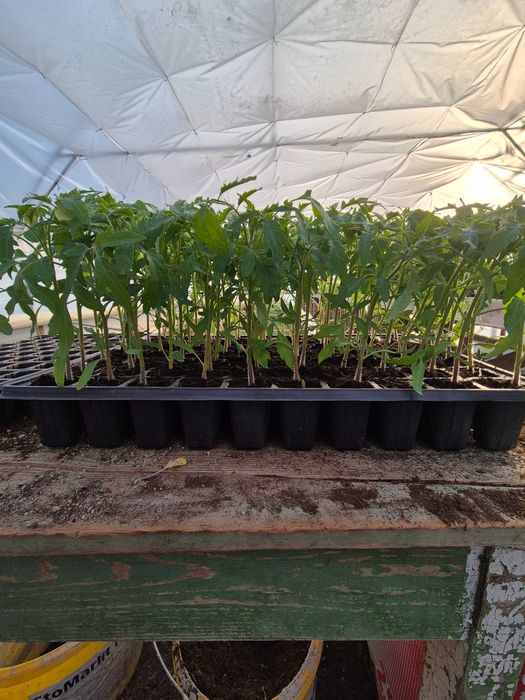 Vand rasaduri de calitate