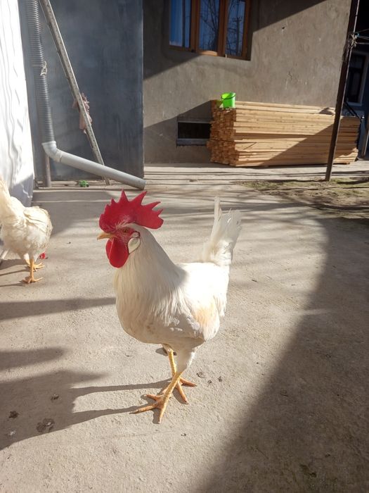 Ок хурозлар 150000