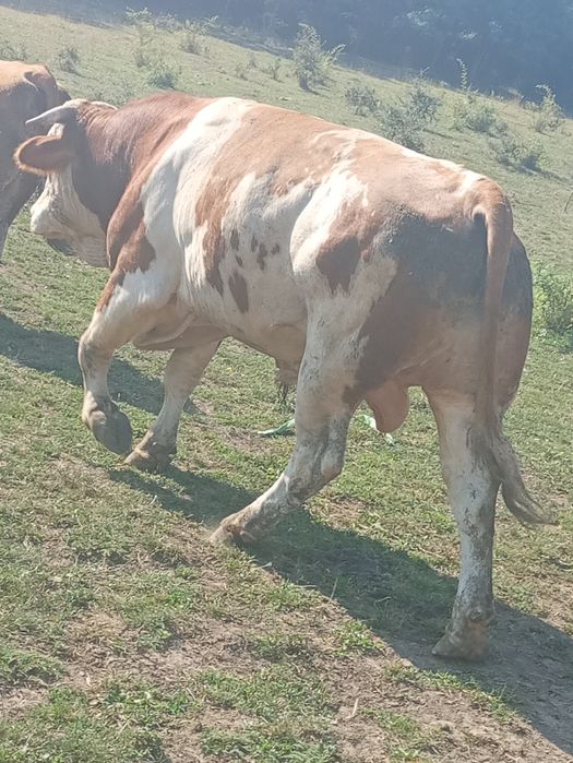 Vînd taur balțat