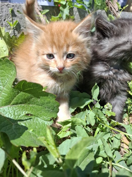 Отдам котят БЕСПЛАТНО