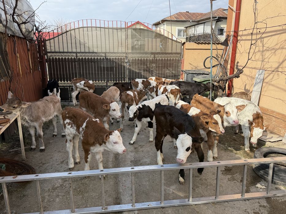 Vitei de rasa taurasi si vitele