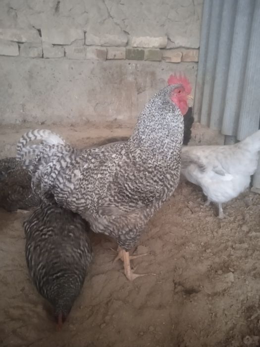 Amroks jojalari sotiladi 35 min 1 oyligi