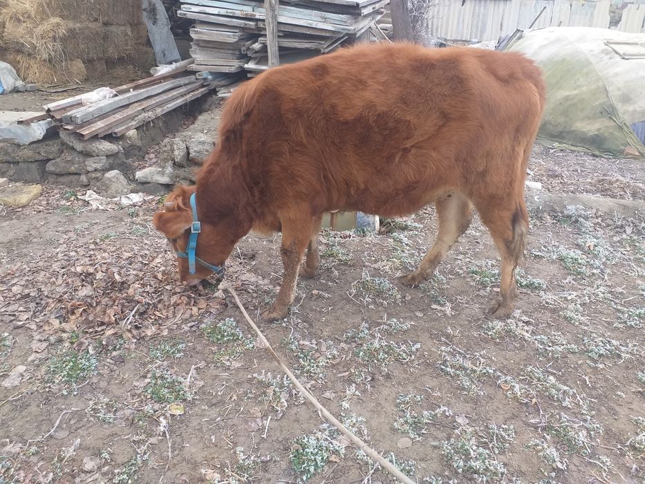 G’unojin bug’ôz