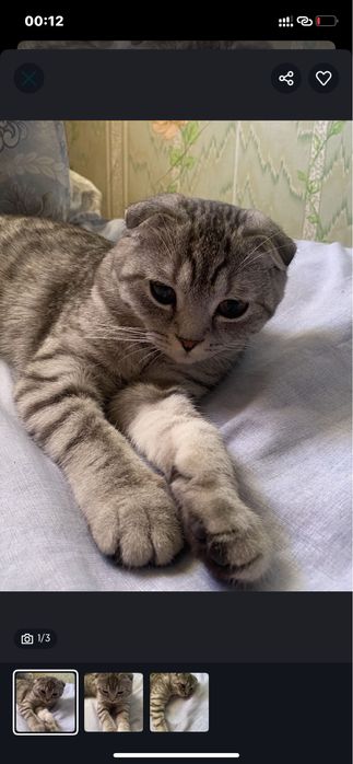 Шотландский мысык сатылады