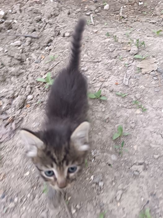 Котята, бесплатно.