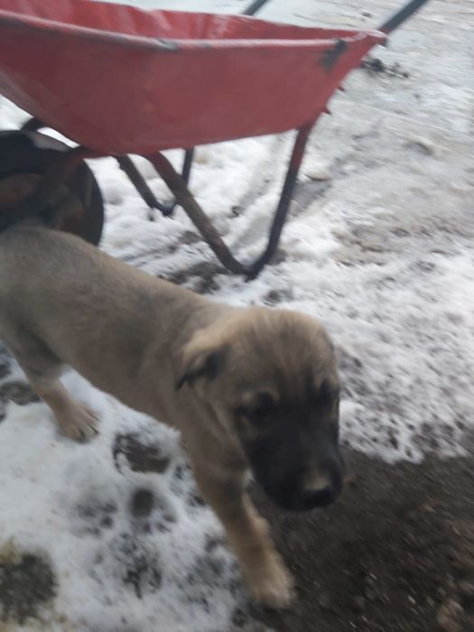 Отдам в добрые руки щенков