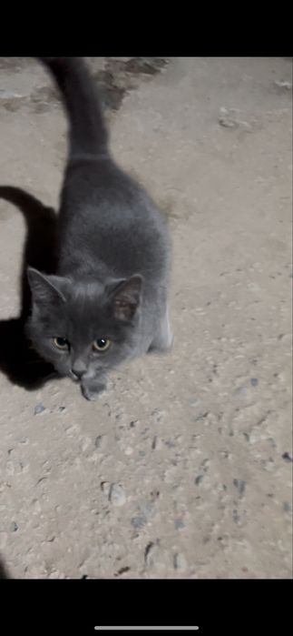 Котенок маленький