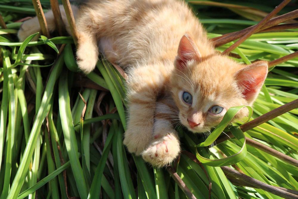 Котенок (мальчик) бесплатно