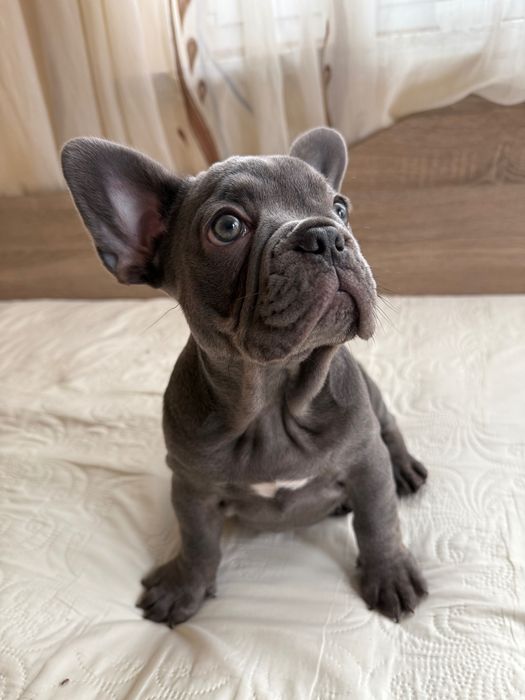 Френски булдог Blu tan