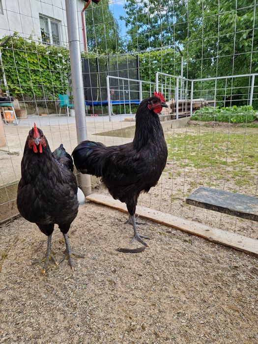 Cocoș Australorp 6 luni
