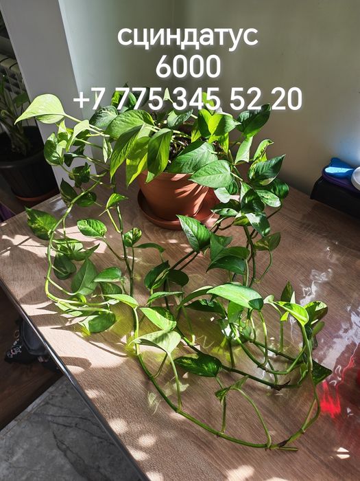 Комнатные цветы и отростки