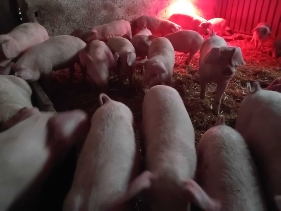 Малки и големи прасета