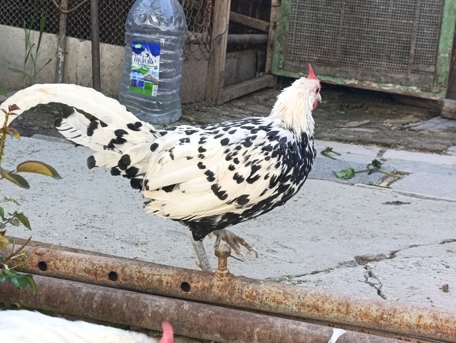 Продам японский продам