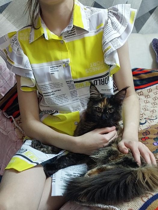 Свободная кошечка Мейн-кун