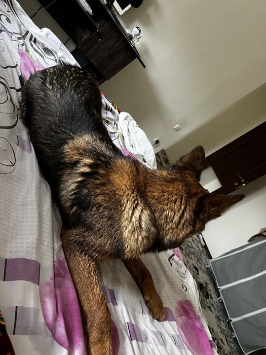 щенки немецкой овчарки, документы имеються