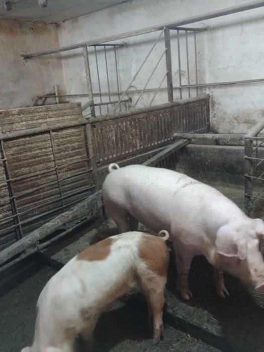 Продавам малки прасета (мъжки кастрирани)
