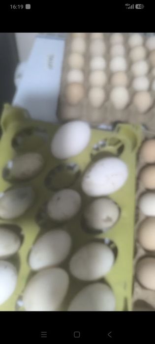 Утиные яйца пекинки башкирки