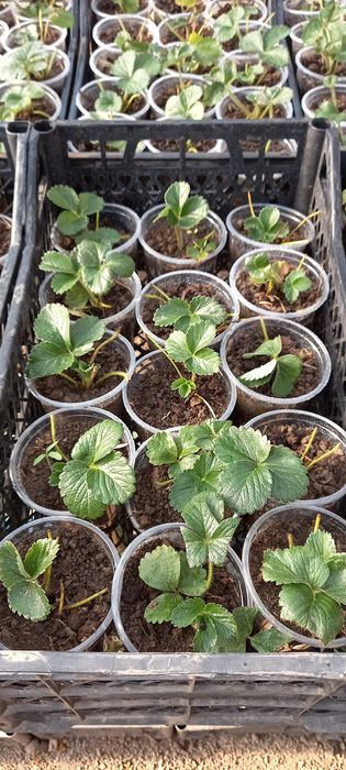 Capsuni stoloni sau ghiveci