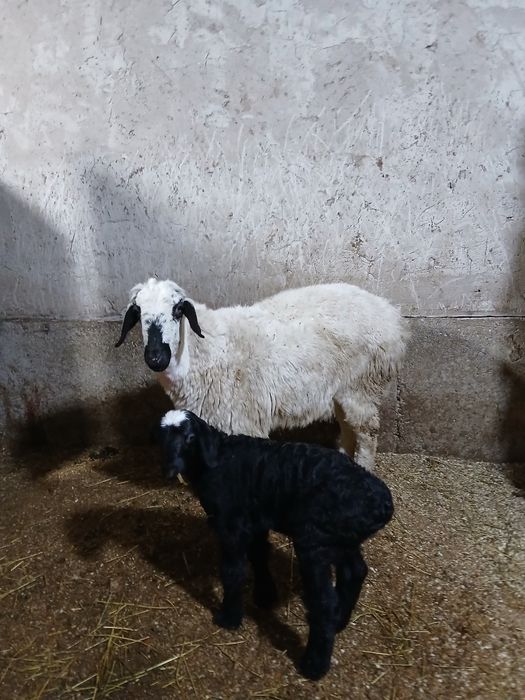 Каракулок она бола куй сотилади. Онаси 2 йошар.