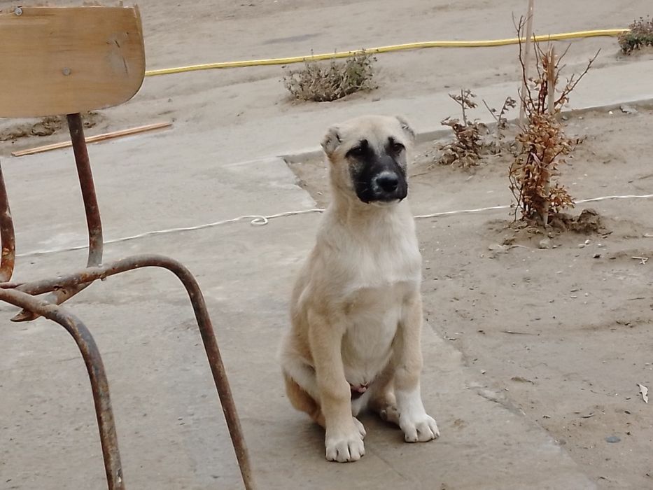 Кангал 3 ойлик угил бола