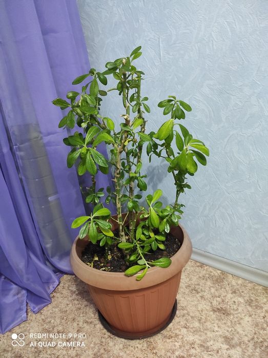 Продам комнатные растения.