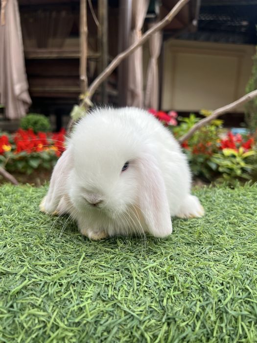 Quyon karlik dekorativ evro paroda