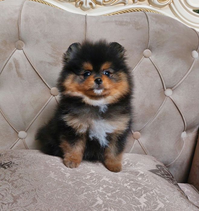 Щенок померанского шпица