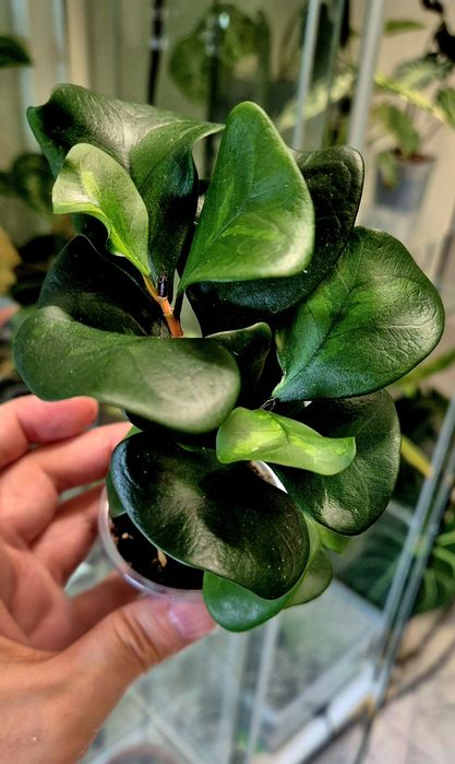 Фикусы разных сортов