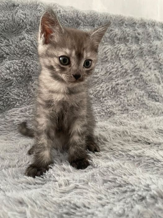 Котенок мальчик ищет себе дом