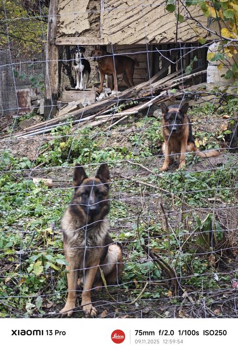Donez câine lup, metis Malinois și Ciobesc German