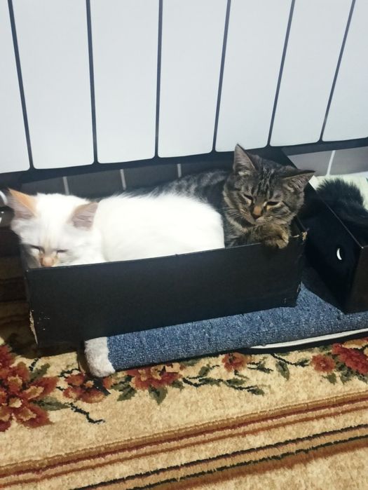 Продам котят 3,5 месяцев