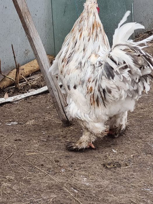 Продам инкубационные яйца