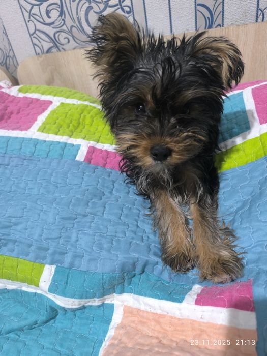 Продаётся щенок Йорка