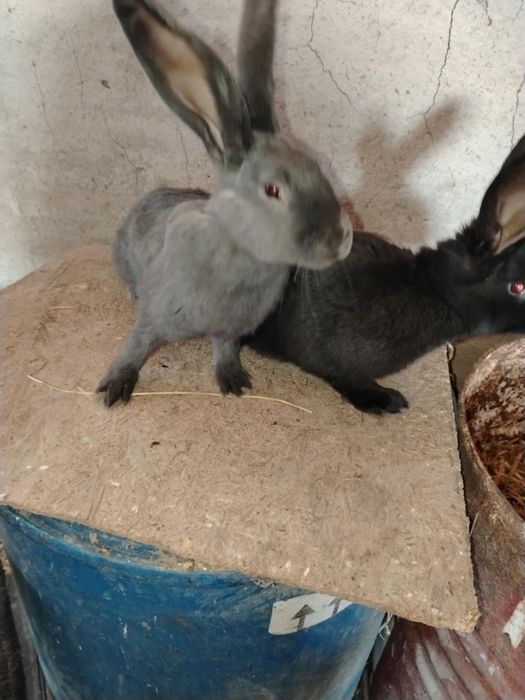 Vand iepuri Fluture German