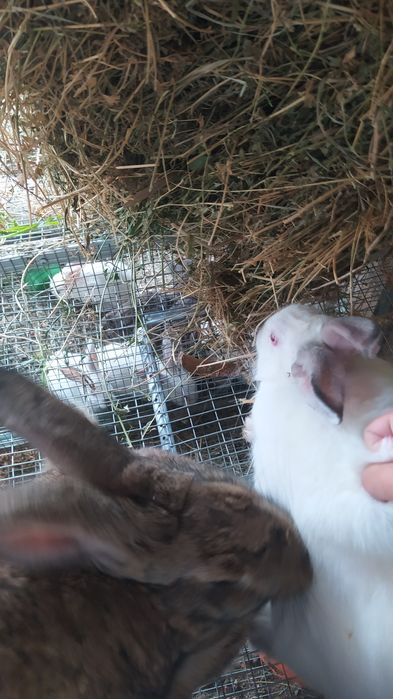 Quyonlar sotiladi kasal emas 2 tasi 400000 ming kelishib beramiz 35000