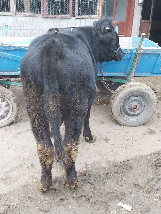 Taurași de vânzare