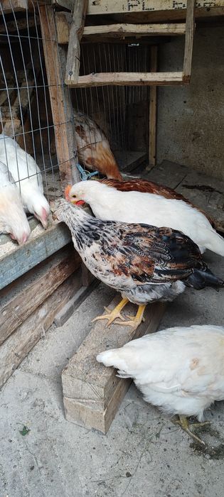 Продавам петли няколко вида