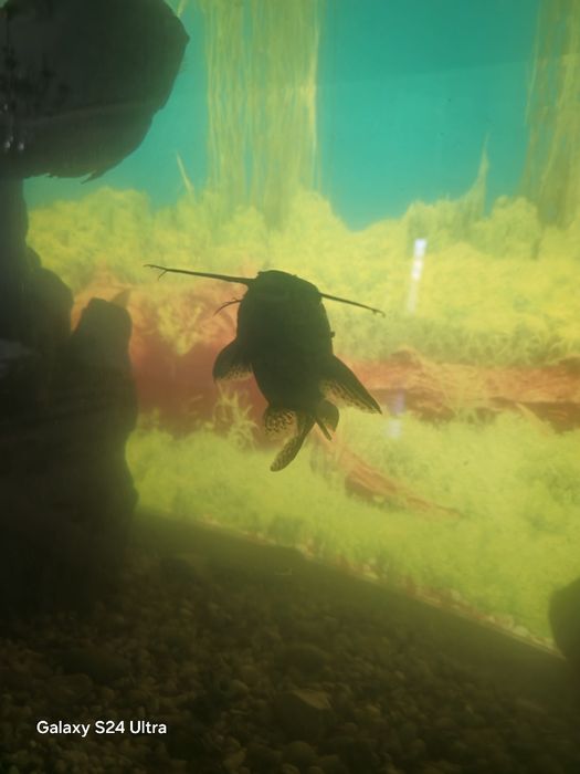 Аквариумные рыбки