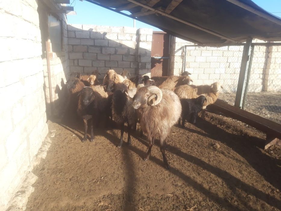 Буаз койлар козылы койлар сатылады