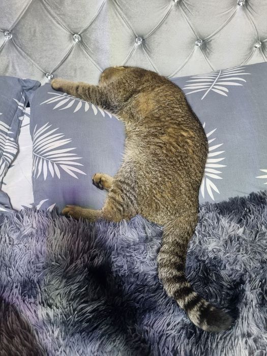 шотландский шиншилла